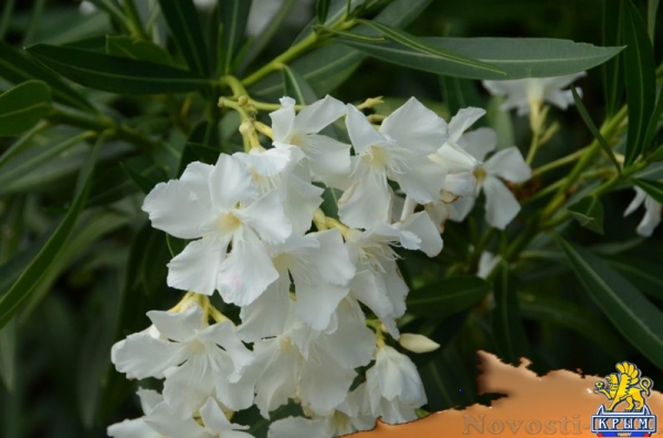 Более 50 сортов олеандра распустились в Никитском ботаническом саду (ФОТО) - «Культура Крыма»