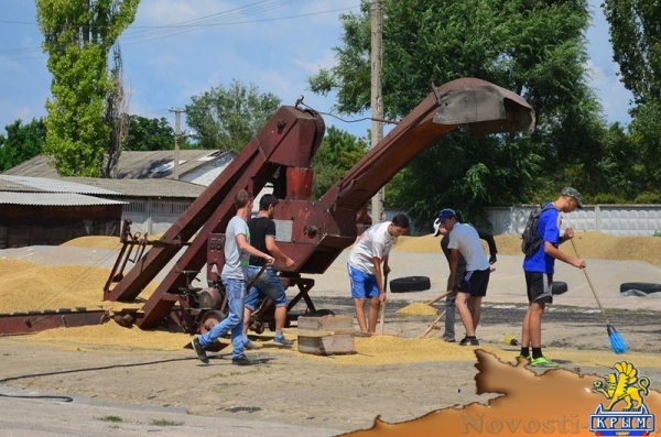 Крымский федеральный университет собрал более 4 тысяч тонн зерновых (ФОТО) - «Общество Крыма»