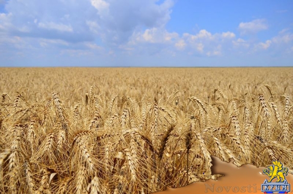 Крымский федеральный университет собрал более 4 тысяч тонн зерновых (ФОТО) - «Общество Крыма»