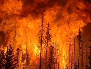 На ближайшие несколько дней в Крыму объявлена высокая пожароопасность - Культура -  - «Новости Крыма»