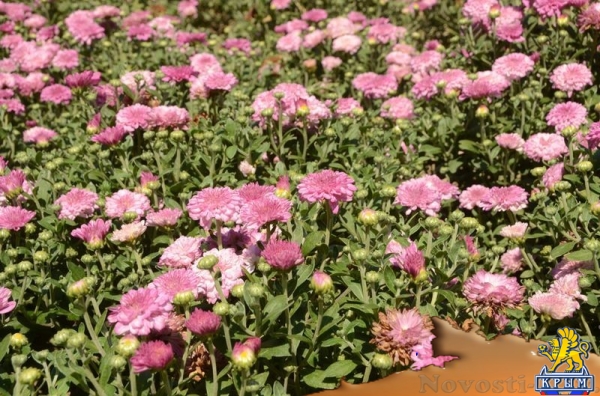 Первые хризантемы расцвели в Никитском ботаническом саду – скоро бал 36 тысяч цветов - «Политика Крыма»