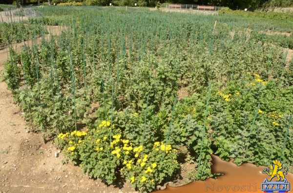 Первые хризантемы расцвели в Никитском ботаническом саду – скоро бал 36 тысяч цветов - «Политика Крыма»