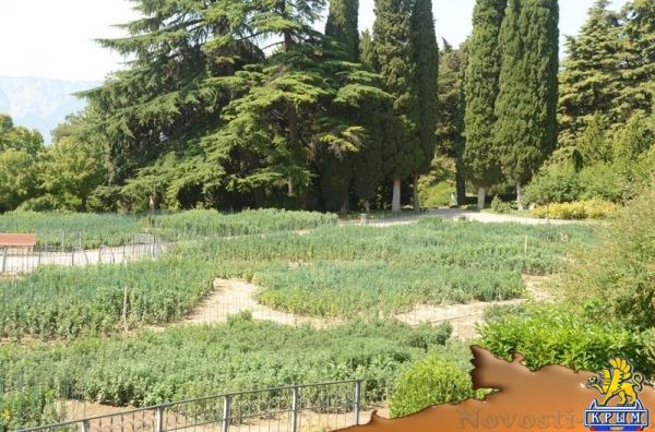 Первые хризантемы расцвели в Никитском ботаническом саду – скоро бал 36 тысяч цветов - «Политика Крыма»