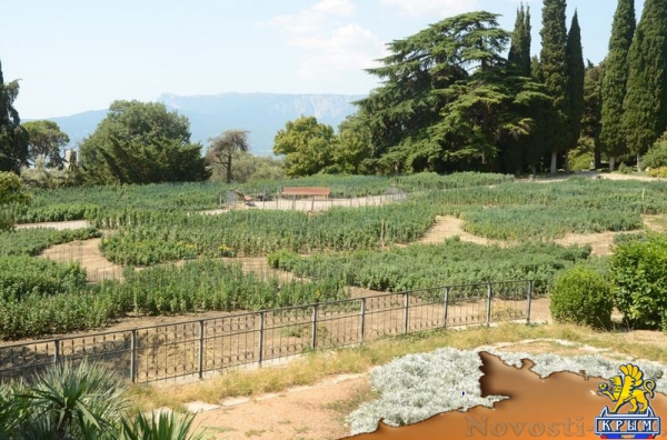 Первые хризантемы расцвели в Никитском ботаническом саду – скоро бал 36 тысяч цветов - «Политика Крыма»