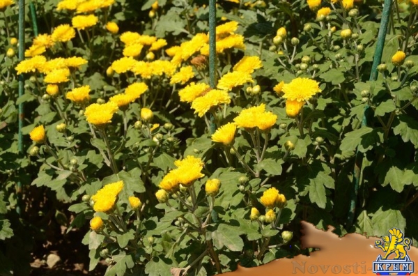 Первые хризантемы расцвели в Никитском ботаническом саду – скоро бал 36 тысяч цветов - «Политика Крыма»