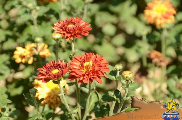 Первые хризантемы расцвели в Никитском ботаническом саду – скоро бал 36 тысяч цветов - «Политика Крыма»