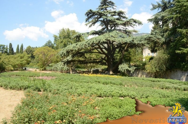 Первые хризантемы расцвели в Никитском ботаническом саду – скоро бал 36 тысяч цветов - «Политика Крыма»