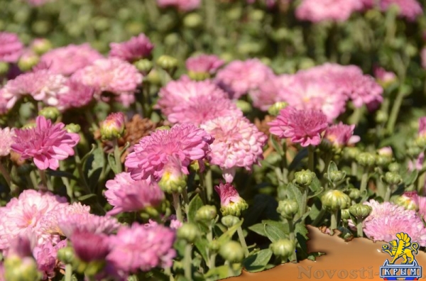 Первые хризантемы расцвели в Никитском ботаническом саду – скоро бал 36 тысяч цветов - «Политика Крыма»