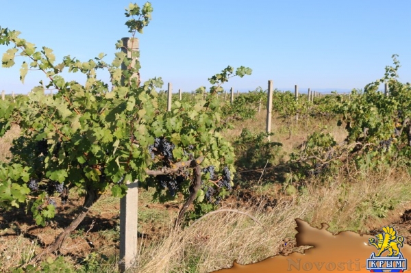 Инвестиции в виноградарство и виноделие в Крыму с начала года обогнали другие отрасли АПК - «Экономика Крыма»