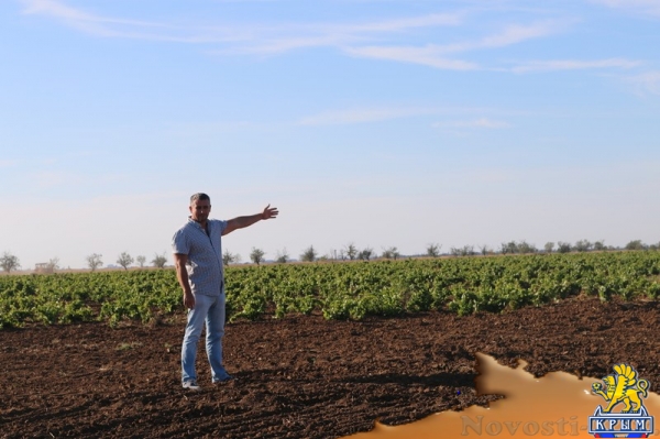 Инвестиции в виноградарство и виноделие в Крыму с начала года обогнали другие отрасли АПК - «Экономика Крыма»