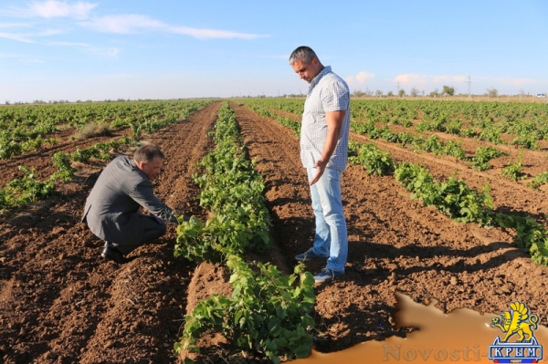 Инвестиции в виноградарство и виноделие в Крыму с начала года обогнали другие отрасли АПК - «Экономика Крыма»