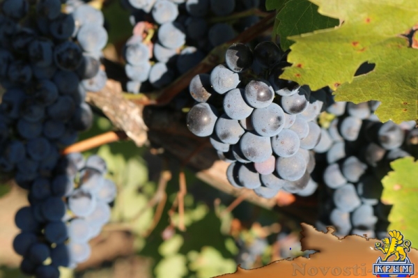 Инвестиции в виноградарство и виноделие в Крыму с начала года обогнали другие отрасли АПК - «Экономика Крыма»
