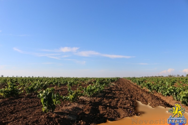 Инвестиции в виноградарство и виноделие в Крыму с начала года обогнали другие отрасли АПК - «Экономика Крыма»