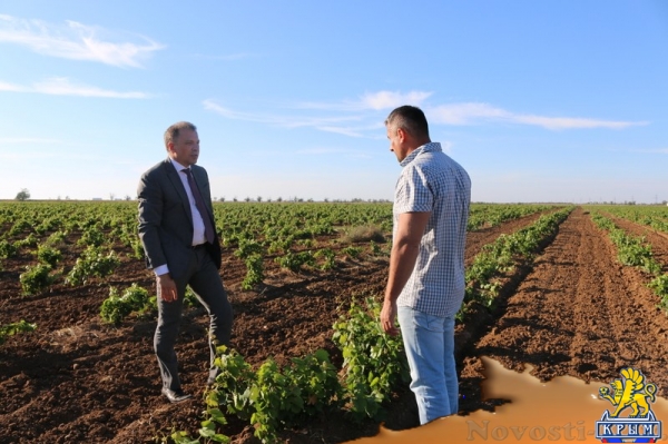 Инвестиции в виноградарство и виноделие в Крыму с начала года обогнали другие отрасли АПК - «Экономика Крыма»