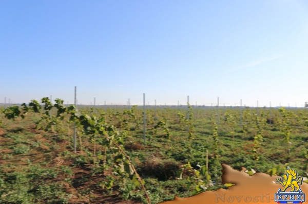 Инвестиции в виноградарство и виноделие в Крыму с начала года обогнали другие отрасли АПК - «Экономика Крыма»