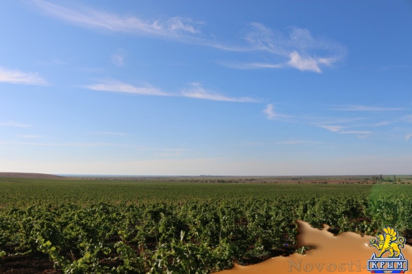 Инвестиции в виноградарство и виноделие в Крыму с начала года обогнали другие отрасли АПК - «Экономика Крыма»