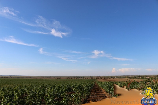 Инвестиции в виноградарство и виноделие в Крыму с начала года обогнали другие отрасли АПК - «Экономика Крыма»