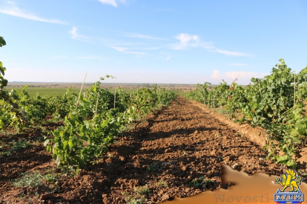 Инвестиции в виноградарство и виноделие в Крыму с начала года обогнали другие отрасли АПК - «Экономика Крыма»