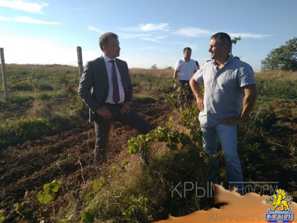 Инвестиции в виноградарство и виноделие в Крыму с начала года обогнали другие отрасли АПК - «Экономика Крыма»