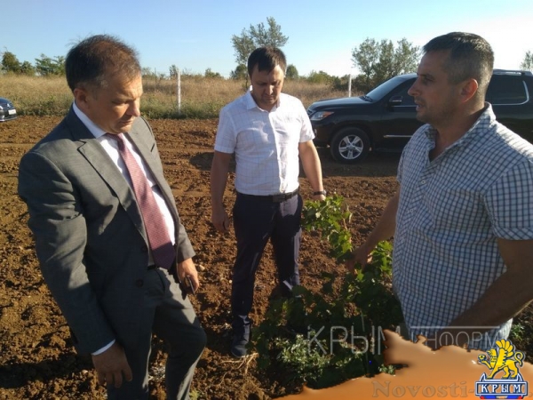 Инвестиции в виноградарство и виноделие в Крыму с начала года обогнали другие отрасли АПК - «Экономика Крыма»