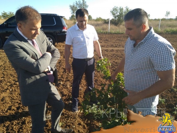Инвестиции в виноградарство и виноделие в Крыму с начала года обогнали другие отрасли АПК - «Экономика Крыма»