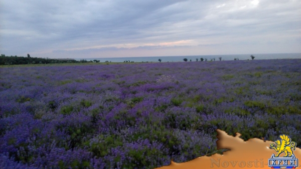 Отдых-эконом в Андреевке. В Тихом Месте у Моря с Комфортом Номера в гостевом доме 25 км от Севастополя Беседка Мангал Парковка Отдых в Крыму 2017 - жильё в Крыму без посредников - «Отдых в Крыму»