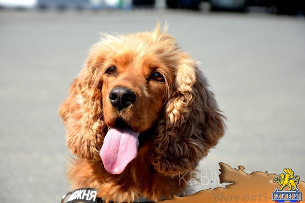 Работа самого загруженного пропускного пункта на границе Крыма с Украиной - «Общество Крыма»