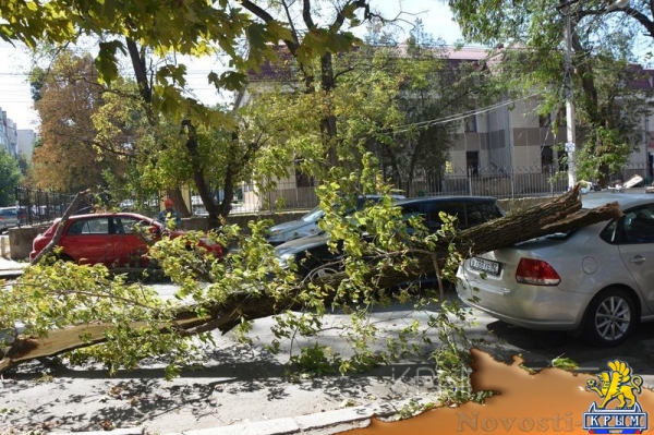 Ураган в Симферополе за сутки повалил 15 деревьев – повреждены электросети и десятки автомобилей - «Общество Крыма» Ураган в Симферополе за сутки повалил 15 деревьев – повреждены электросети и десятки автомобилей - «Общество Крыма»