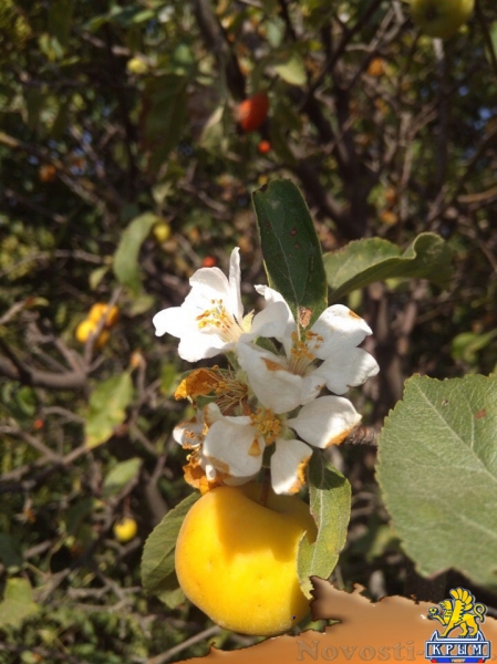 В окрестностях Севастополя посреди осени цветут каштаны и яблони - «Общество»