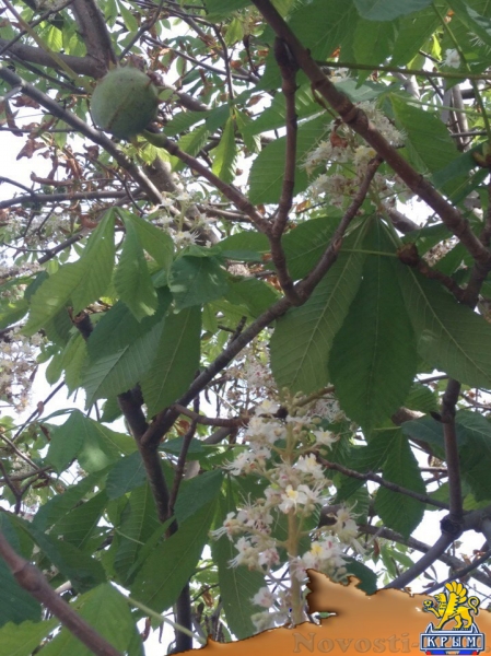 В окрестностях Севастополя посреди осени цветут каштаны и яблони - «Общество»