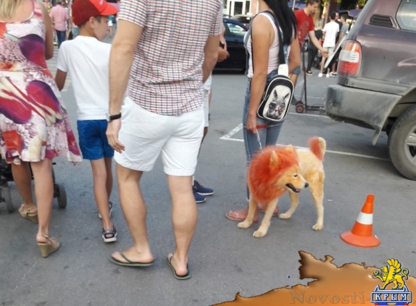 По ЮБК гуляет крашеный «лев» - «Новости Крыма»