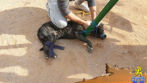 В Севастополе собака покусала ребенка - «Происшествия»
