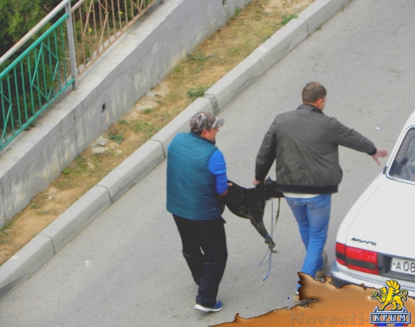 В Севастополе собака покусала ребенка - «Происшествия»