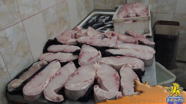 Севастопольский подпольщик продавал в рестораны краснокнижную белугу - «Происшествия»