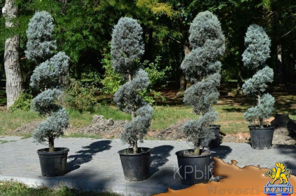 Гагаринский парк в Симферополе решили превратить в ботсад - «Новости Крыма»