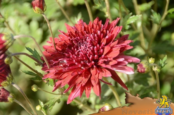 Селекционеры Никитского ботсада дали названия своим хризантемам по итогам народного голосования - «Общество Крыма» Селекционеры Никитского ботсада дали названия своим хризантемам по итогам народного голосования - «Общество Крыма»