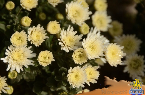 Селекционеры Никитского ботсада дали названия своим хризантемам по итогам народного голосования - «Общество Крыма» Селекционеры Никитского ботсада дали названия своим хризантемам по итогам народного голосования - «Общество Крыма»