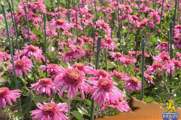 Селекционеры Никитского ботсада дали названия своим хризантемам по итогам народного голосования - «Общество Крыма» Селекционеры Никитского ботсада дали названия своим хризантемам по итогам народного голосования - «Общество Крыма»