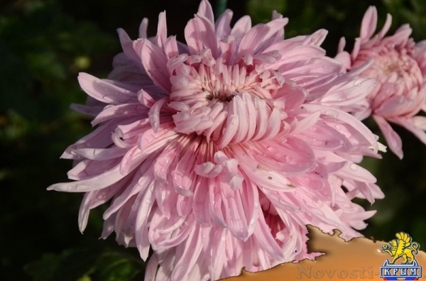 Селекционеры Никитского ботсада дали названия своим хризантемам по итогам народного голосования - «Общество Крыма» Селекционеры Никитского ботсада дали названия своим хризантемам по итогам народного голосования - «Общество Крыма»