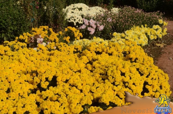 Селекционеры Никитского ботсада дали названия своим хризантемам по итогам народного голосования - «Общество Крыма» Селекционеры Никитского ботсада дали названия своим хризантемам по итогам народного голосования - «Общество Крыма»