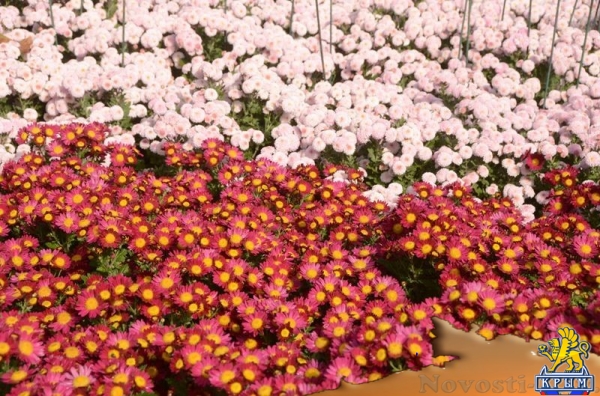 Селекционеры Никитского ботсада дали названия своим хризантемам по итогам народного голосования - «Общество Крыма» Селекционеры Никитского ботсада дали названия своим хризантемам по итогам народного голосования - «Общество Крыма»