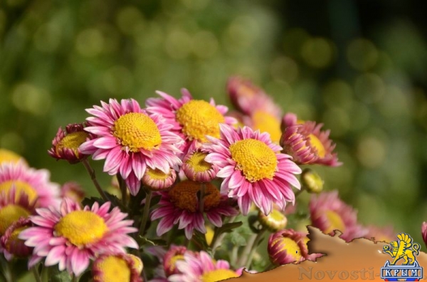 Селекционеры Никитского ботсада дали названия своим хризантемам по итогам народного голосования - «Общество Крыма» Селекционеры Никитского ботсада дали названия своим хризантемам по итогам народного голосования - «Общество Крыма»