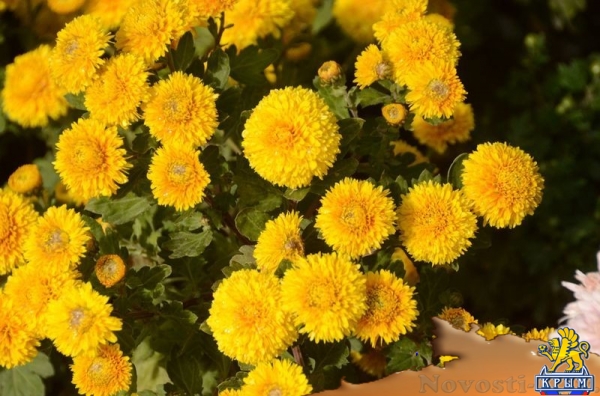 Селекционеры Никитского ботсада дали названия своим хризантемам по итогам народного голосования - «Общество Крыма» Селекционеры Никитского ботсада дали названия своим хризантемам по итогам народного голосования - «Общество Крыма»