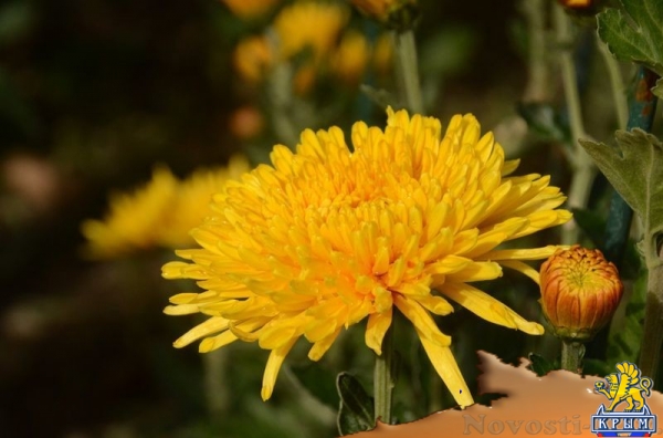 Селекционеры Никитского ботсада дали названия своим хризантемам по итогам народного голосования - «Общество Крыма» Селекционеры Никитского ботсада дали названия своим хризантемам по итогам народного голосования - «Общество Крыма»