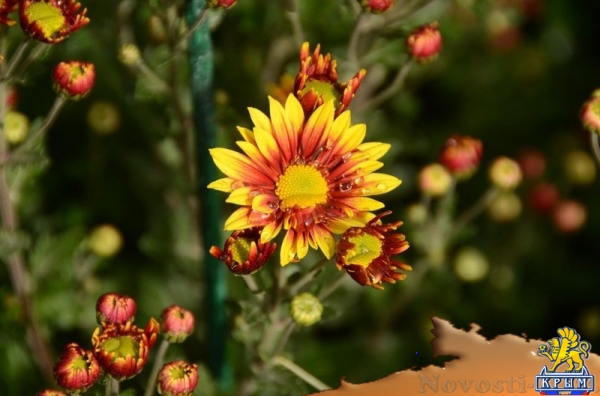 Селекционеры Никитского ботсада дали названия своим хризантемам по итогам народного голосования - «Общество Крыма» Селекционеры Никитского ботсада дали названия своим хризантемам по итогам народного голосования - «Общество Крыма»