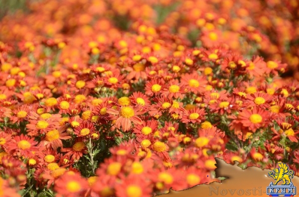 Селекционеры Никитского ботсада дали названия своим хризантемам по итогам народного голосования - «Общество Крыма» Селекционеры Никитского ботсада дали названия своим хризантемам по итогам народного голосования - «Общество Крыма»