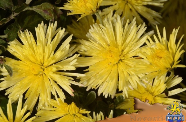 Селекционеры Никитского ботсада дали названия своим хризантемам по итогам народного голосования - «Общество Крыма» Селекционеры Никитского ботсада дали названия своим хризантемам по итогам народного голосования - «Общество Крыма»