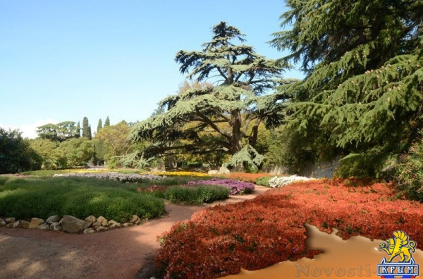 Селекционеры Никитского ботсада дали названия своим хризантемам по итогам народного голосования - «Общество Крыма» Селекционеры Никитского ботсада дали названия своим хризантемам по итогам народного голосования - «Общество Крыма»