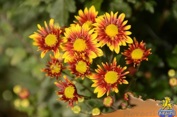 Селекционеры Никитского ботсада дали названия своим хризантемам по итогам народного голосования - «Общество Крыма» Селекционеры Никитского ботсада дали названия своим хризантемам по итогам народного голосования - «Общество Крыма»