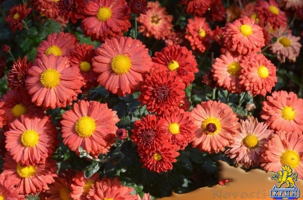 Селекционеры Никитского ботсада дали названия своим хризантемам по итогам народного голосования - «Общество Крыма» Селекционеры Никитского ботсада дали названия своим хризантемам по итогам народного голосования - «Общество Крыма»